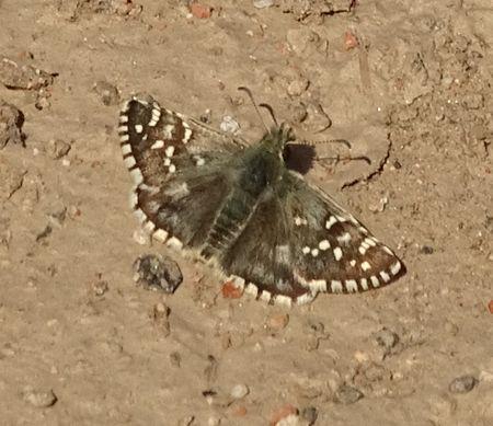 Pyrgus sp.